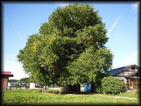 山居庵・十王堂跡のイチョウ