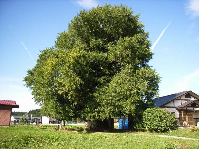 �R�����E�\�����Ղ̃C�`���E