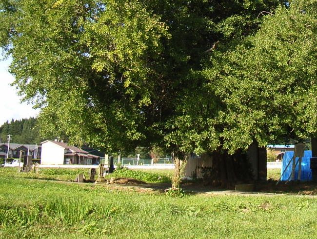 �R�����E�\�����Ղ̃C�`���E