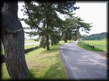 檜山追分旧羽州街道松並木