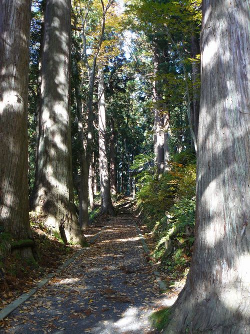 ���V�����{�E�ʐ^