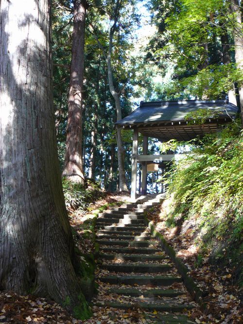 ���V�����{�E�ʐ^