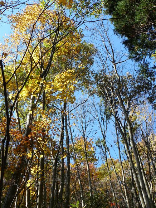 ����s�E���R�P�_��