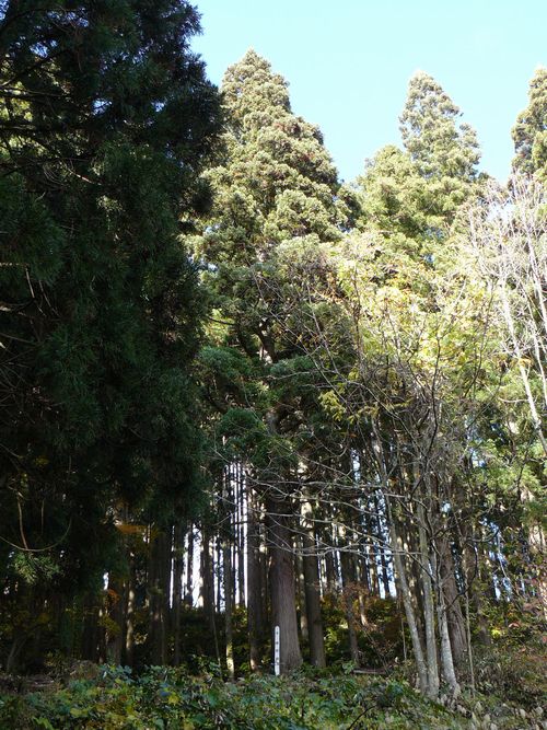 ����s�E���R�P�_��