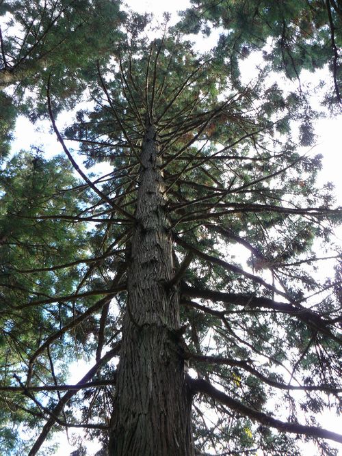 ����s�E���R�P�_��