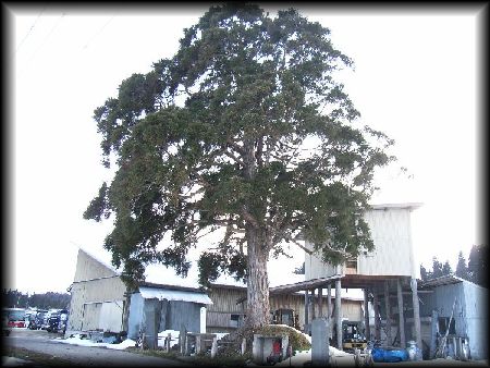 �|�̉Ԃ̈�{��