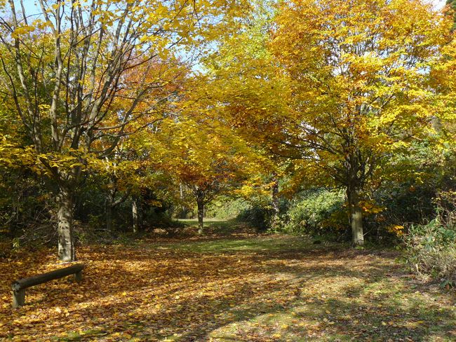 �P�_�R�i�啽�R�j