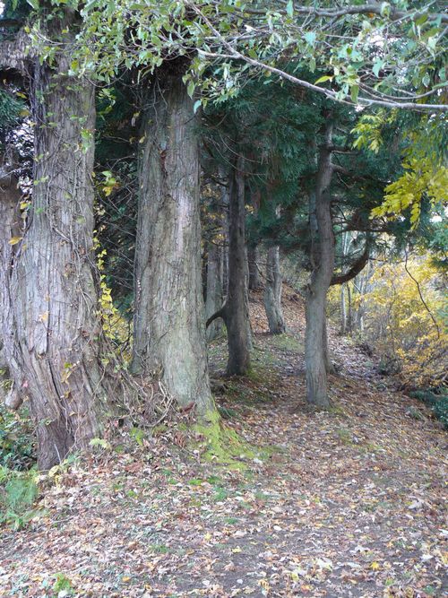 �P�_�R�i�啽�R�j