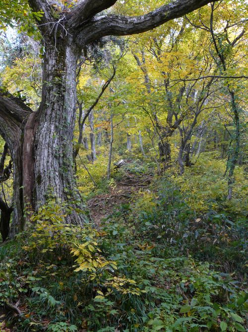 �����R�i�O�x�j