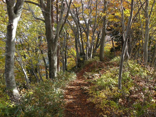 �����R�i�O�x�j