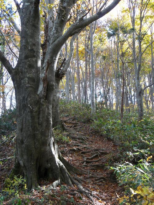 �����R�i�O�x�j