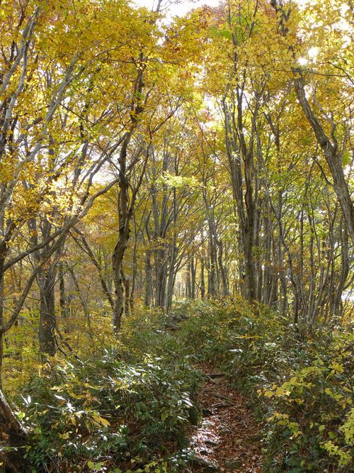 �����R�i�O�x�j