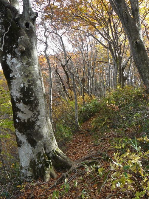 �����R�i�O�x�j