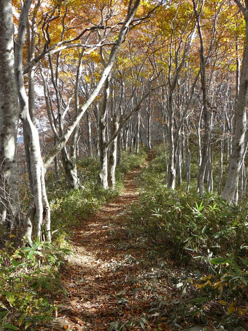 �����R�i�O�x�j